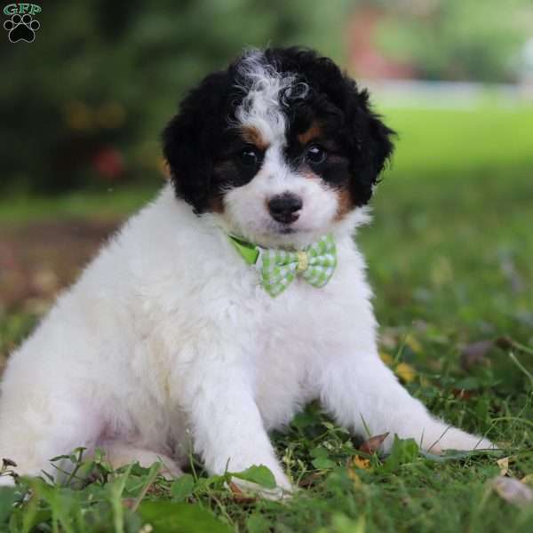 Blake, Mini Bernedoodle Puppy